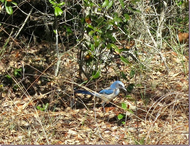 scrubjayIMG_2366