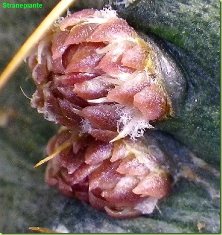 Echinocereus knippelianus boccioli fusto
