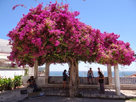 15. Flori in Lisabona.JPG