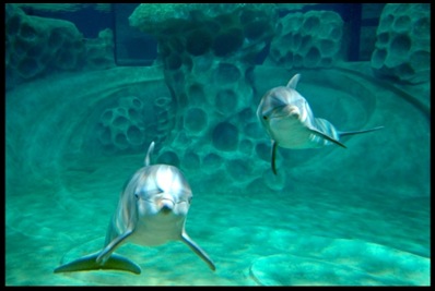 georgia aquarium5