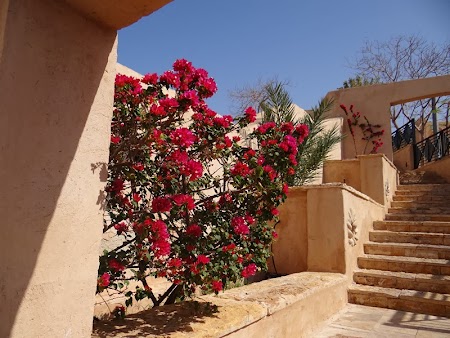 09. Flori prin Hotel Movenpick.JPG