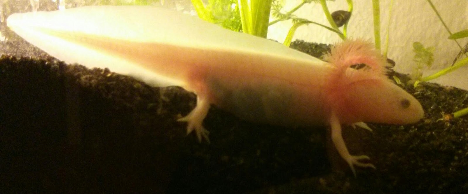 Axolotl