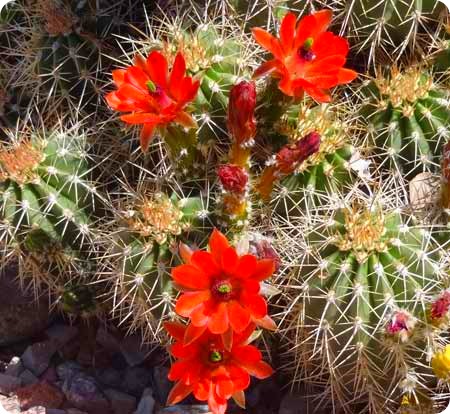cactus-flowers-orange