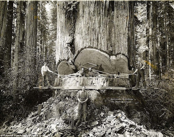lumberjacks-redwood-9%25255B6%25255D.jpg