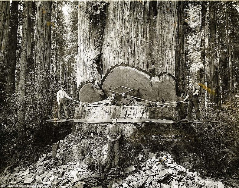 lumberjacks-redwood-9 lumberjacks-redwood-9