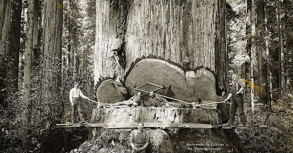 Vintage Redwood Sequoia Logging Photo Big Logs 6 Lumber Jacks California 1889 