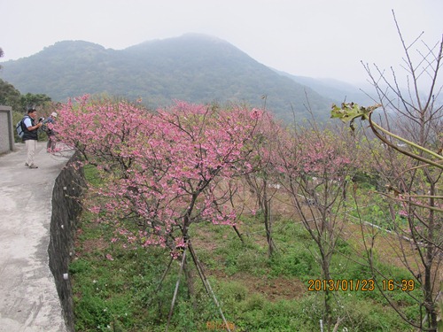 平菁街42巷寒櫻 - 075