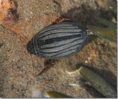 11 Diving-beetle Acilius sulcatus