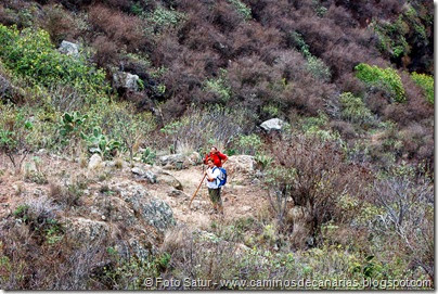 6675 Circular a Firgas-Ruta 4(Camino Capellanía) 6675 Circular a Firgas-Ruta 4(Camino Capellanía)