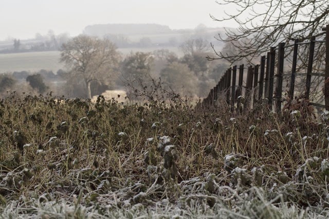 Heavy frost frozen winter Norfolk countryside landscape