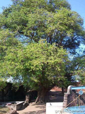 Dutch Fort - Tamarind Tree