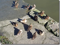 2012.08.17-009 canards