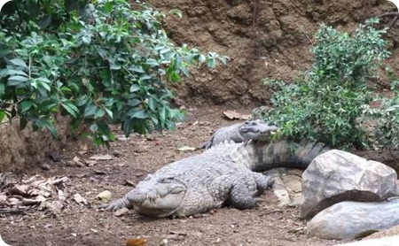 Crocodylus novaeguineae7