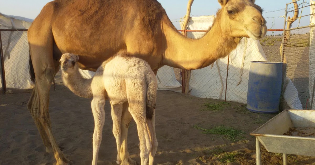 Camels Milk ♡ Jaza Town