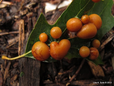 orange oak galls close