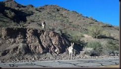 Parker AZ  - wild burros-2