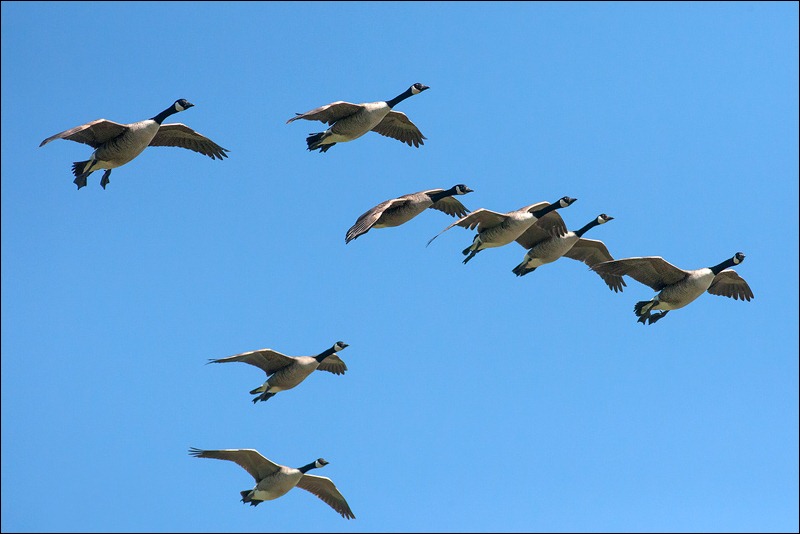 Flight of Canada Geese