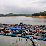 Le développement de l’aquaculture se fera dans de cages flottantes 