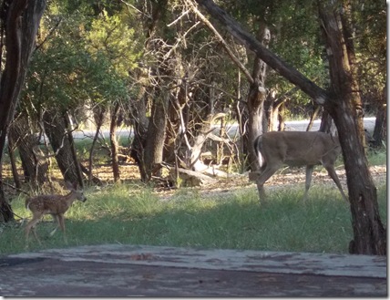 Deer visit 019
