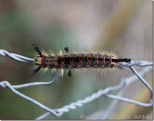 34-vapourer-moth-caterpillar