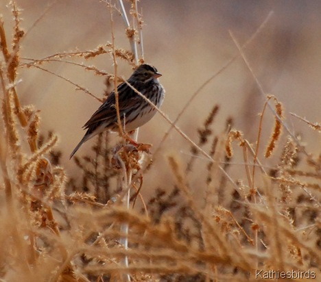 16. savannah sparrow-kab