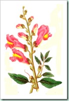 snapdragon