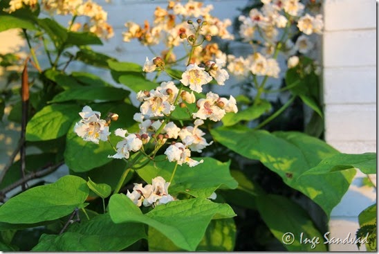 IMG_1950 IMG_1950