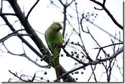 paris 2012 parc montsouris parrots 010713 00003