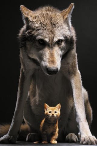 Wolf-and-cat-iphone-wallpaper