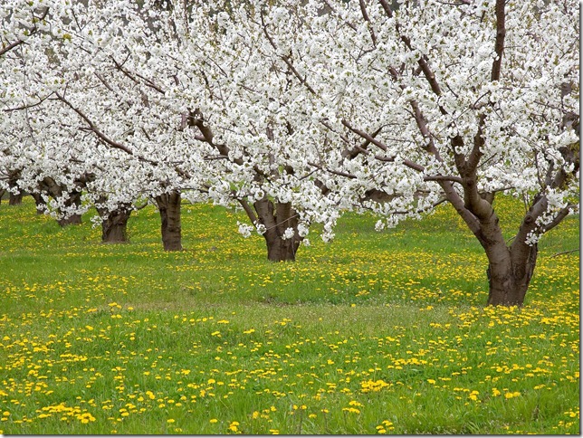 Blossoming Fruit Trees, Mosier, Oregon