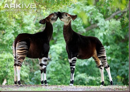 ARKive image GES131840 - Okapi