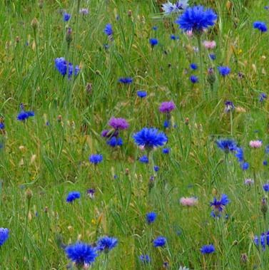 [meadow-grass-blue-flowers%255B3%255D.jpg]