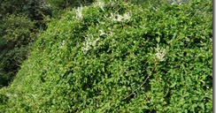 Flora Insubrica: Fallopia
