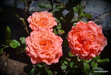 Love these peach roses!