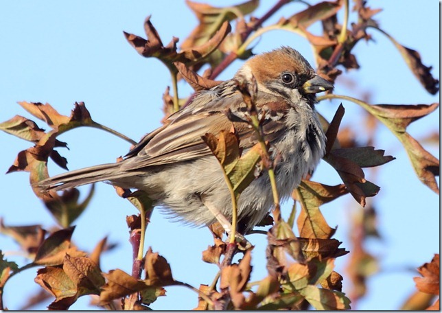 tree_sparrow2