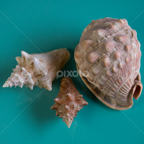 Shells in the Studio by Elsie Nisonen - Nature Up Close Other Natural Objects