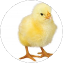Image Google de Christine F
