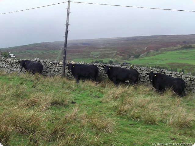 cows sheltering