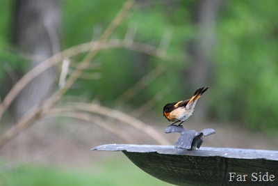 Redstart checking out the bird bath