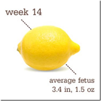 14 Weeks-Lemon