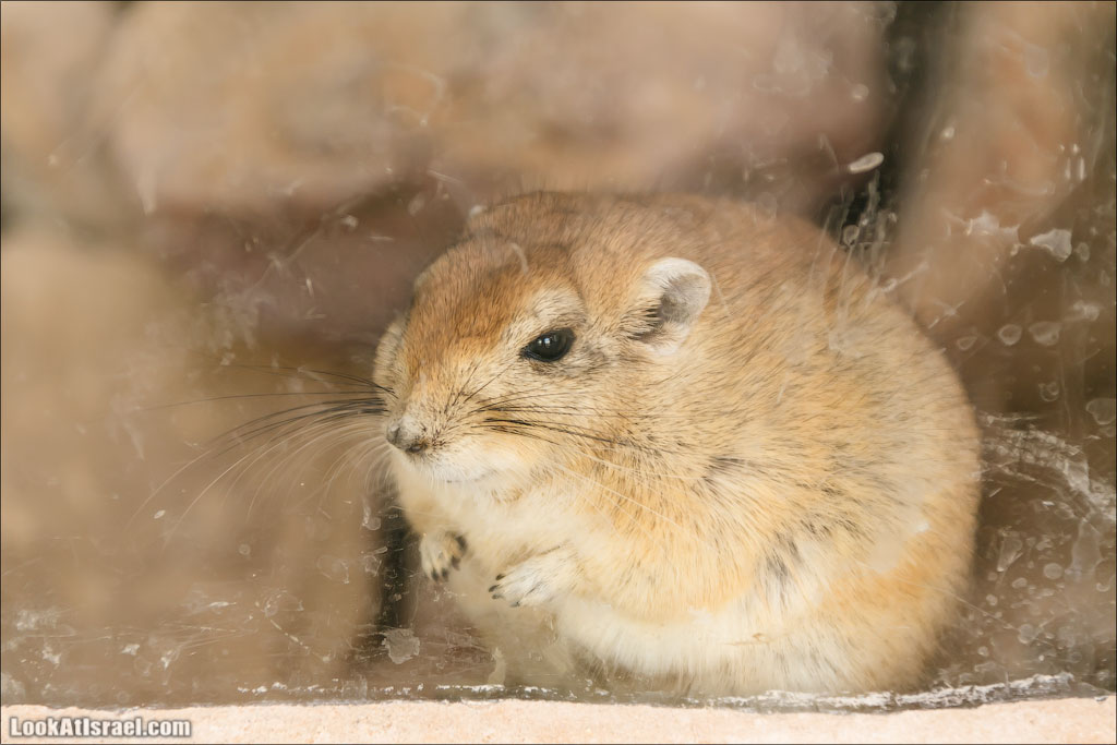 LookAtIsrael.com - Заповедник библейских животных Хай Бар | Hai Bar reserve | חי בר
