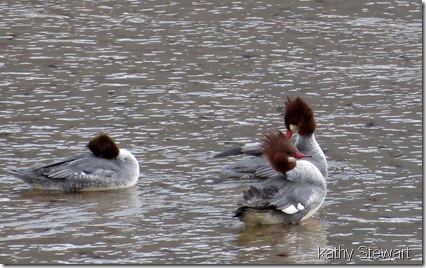 More female Common Merganser