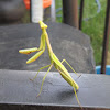 Praying Mantis