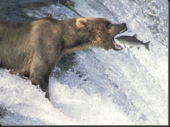 urso engole peixe