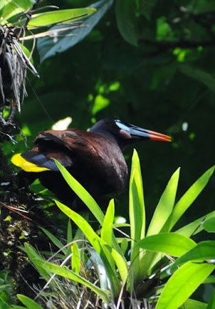 Fauna Costa Rica: Montezuma, pasare tropicala