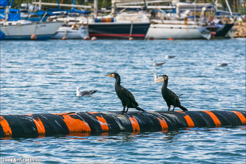 LookAtIsrael.com - Восстановление реки Кишон | Recovering Kishon river | שיחזור נחל קישון