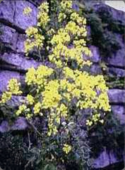 monte cofano Brassica_drepanensis monte cofano Brassica_drepanensis