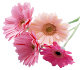 beauty_flower%252017_tube%2520by%2520MM.