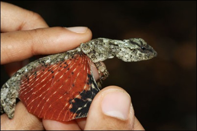tiny-dragon-lizard-indonesia