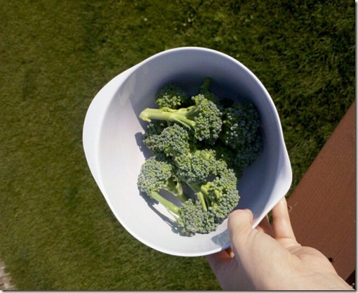 broccoli june 19